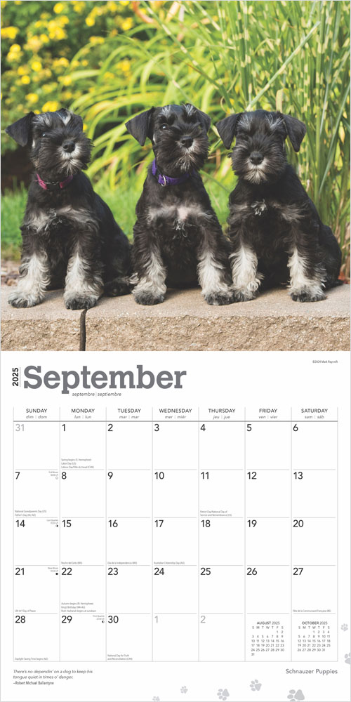Schnauzer Puppies 2025 12 x 24 Inch Monthly Square Wall Calendar