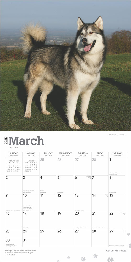 Alaskan Malamutes 2025 12 x 24 Inch Monthly Square Wall Calendar