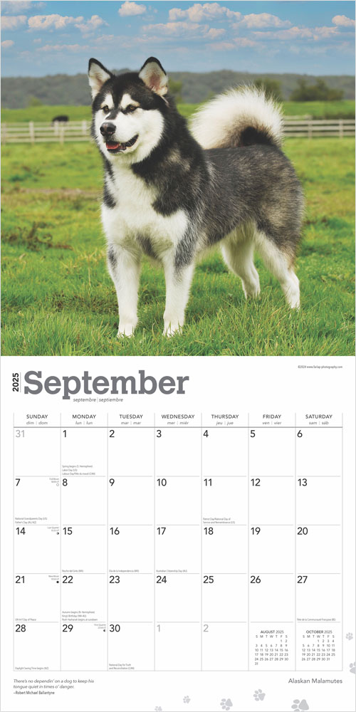Alaskan Malamutes 2025 12 x 24 Inch Monthly Square Wall Calendar