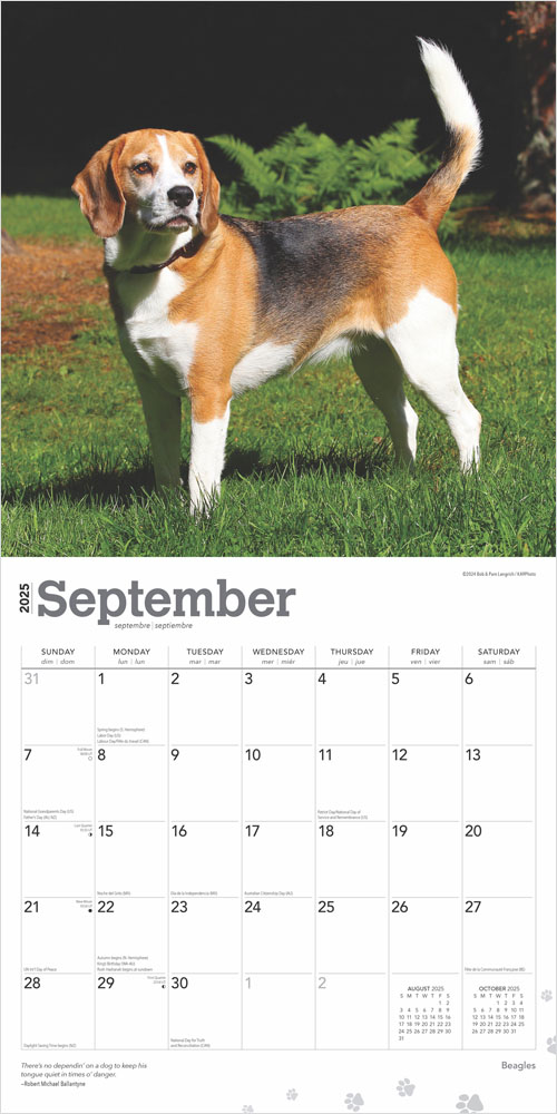 Beagles 2025 12 x 24 Inch Monthly Square Wall Calendar