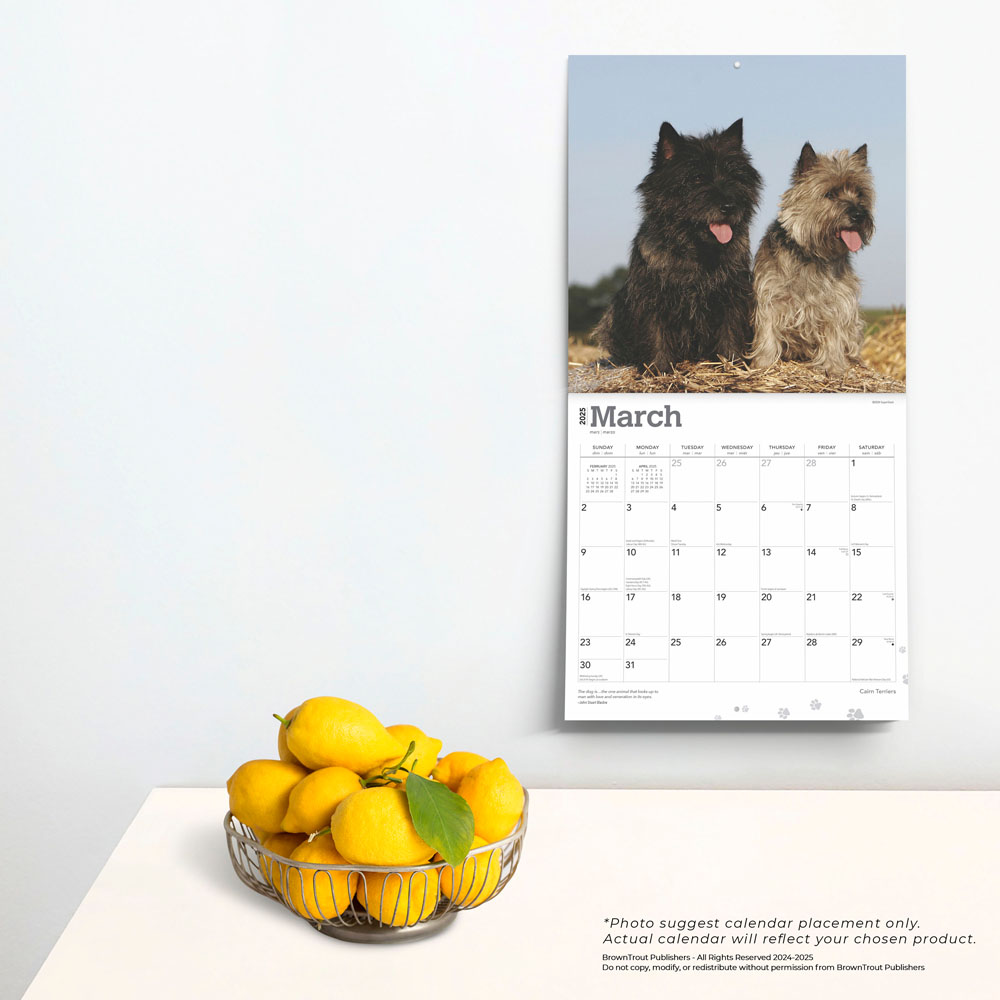 Cairn Terriers 2025 12 x 24 Inch Monthly Square Wall Calendar