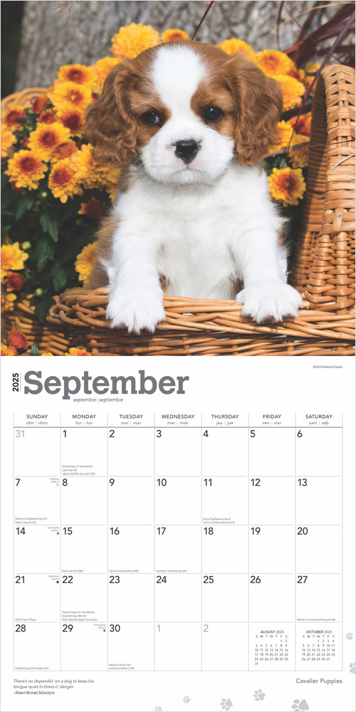 Cavalier King Charles Spaniel Puppies 2025 12 x 24 Inch Monthly