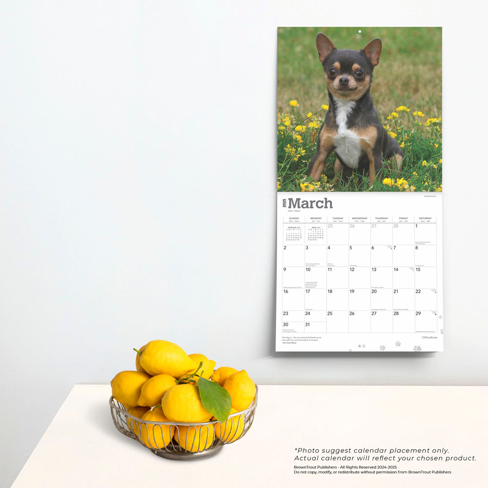 Chihuahuas 2025 12 x 24 Inch Monthly Square Wall Calendar