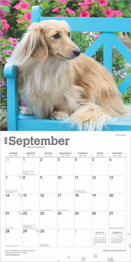 Miniature Dachshunds 2025 12 x 24 Inch Monthly Square Wall Calendar