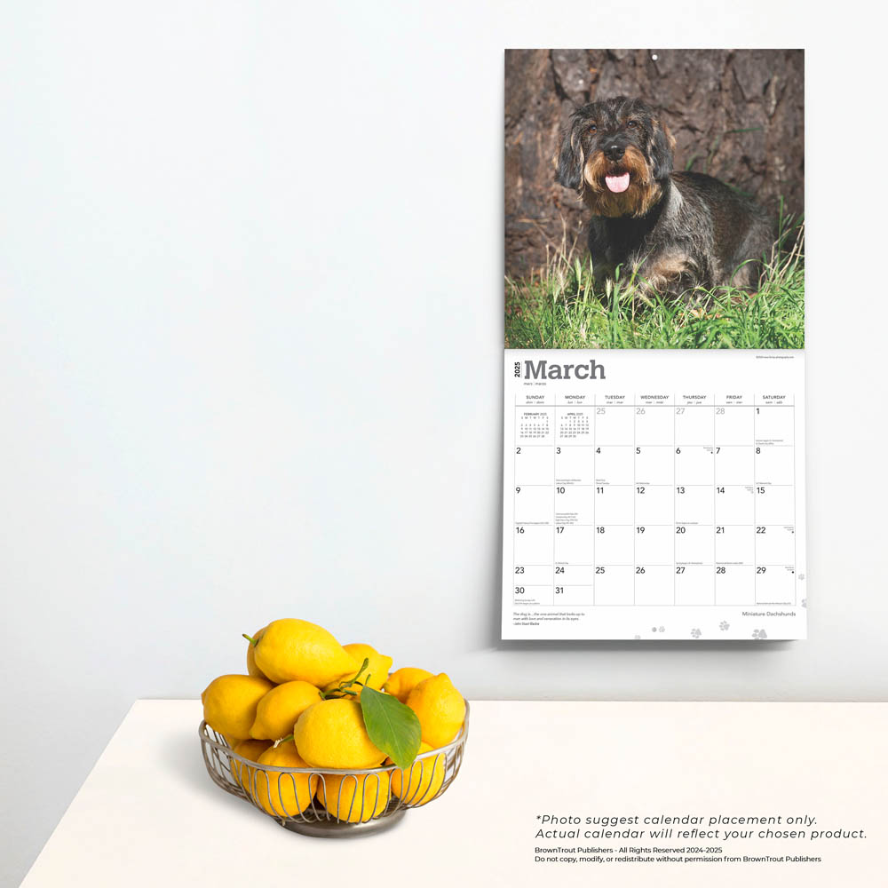 Miniature Dachshunds 2025 12 x 24 Inch Monthly Square Wall Calendar