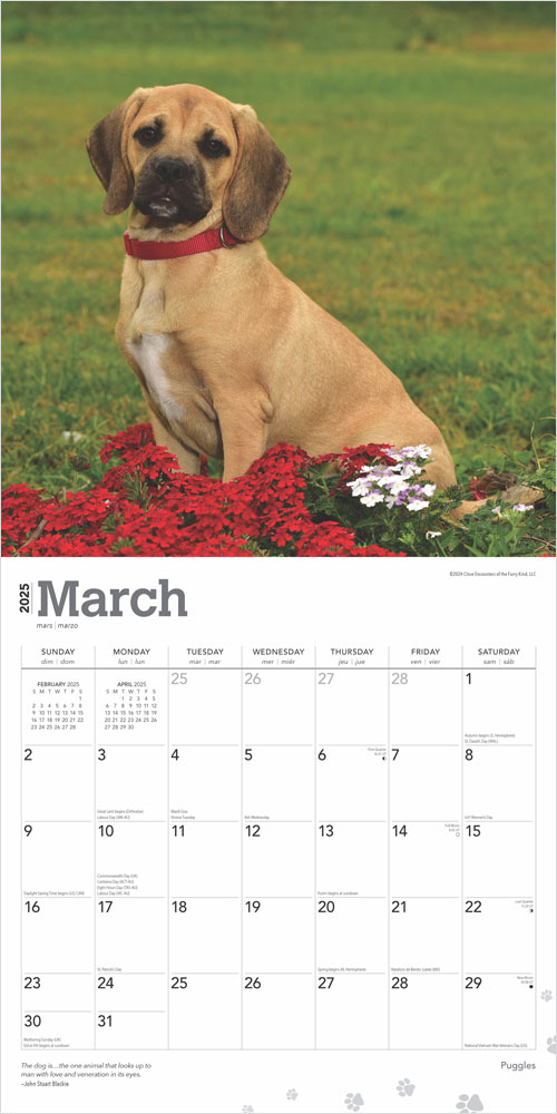 Puggles 2025 12 x 24 Inch Monthly Square Wall Calendar