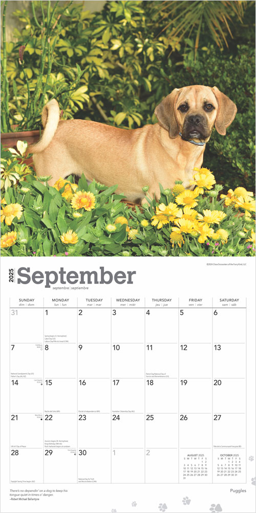 Puggles 2025 12 x 24 Inch Monthly Square Wall Calendar