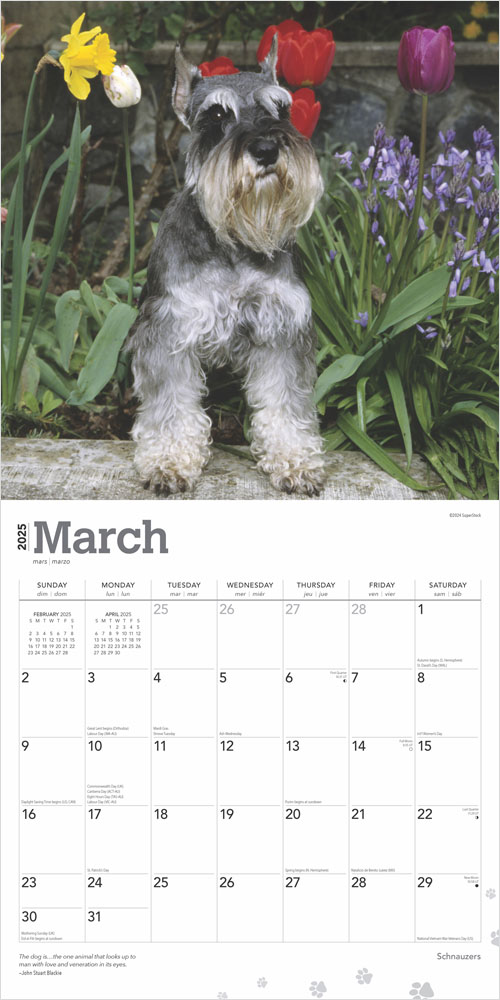 Schnauzers 2025 12 x 24 Inch Monthly Square Wall Calendar