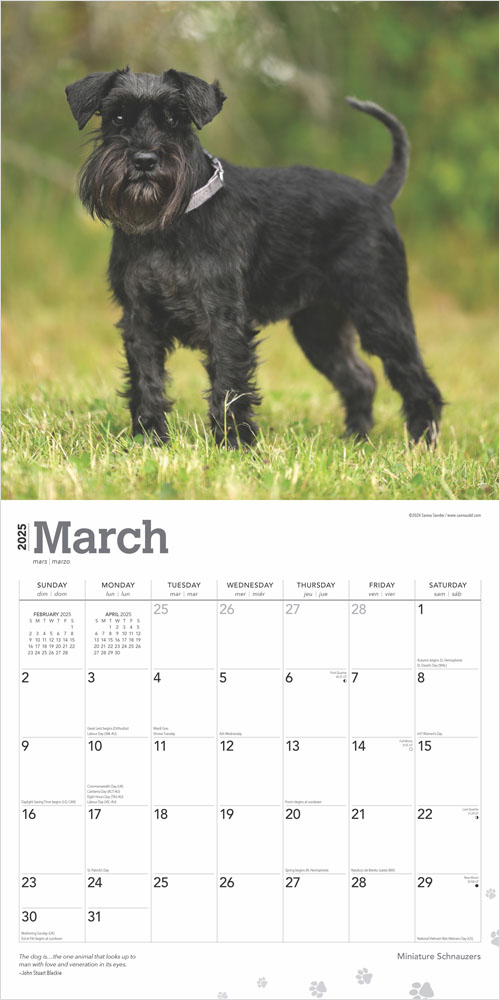 Miniature Schnauzers 2025 12 x 24 Inch Monthly Square Wall Calendar