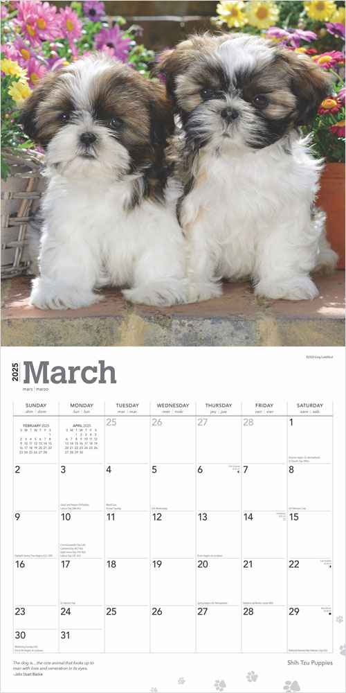 Shih Tzu Puppies 2025 12 x 24 Inch Monthly Square Wall Calendar