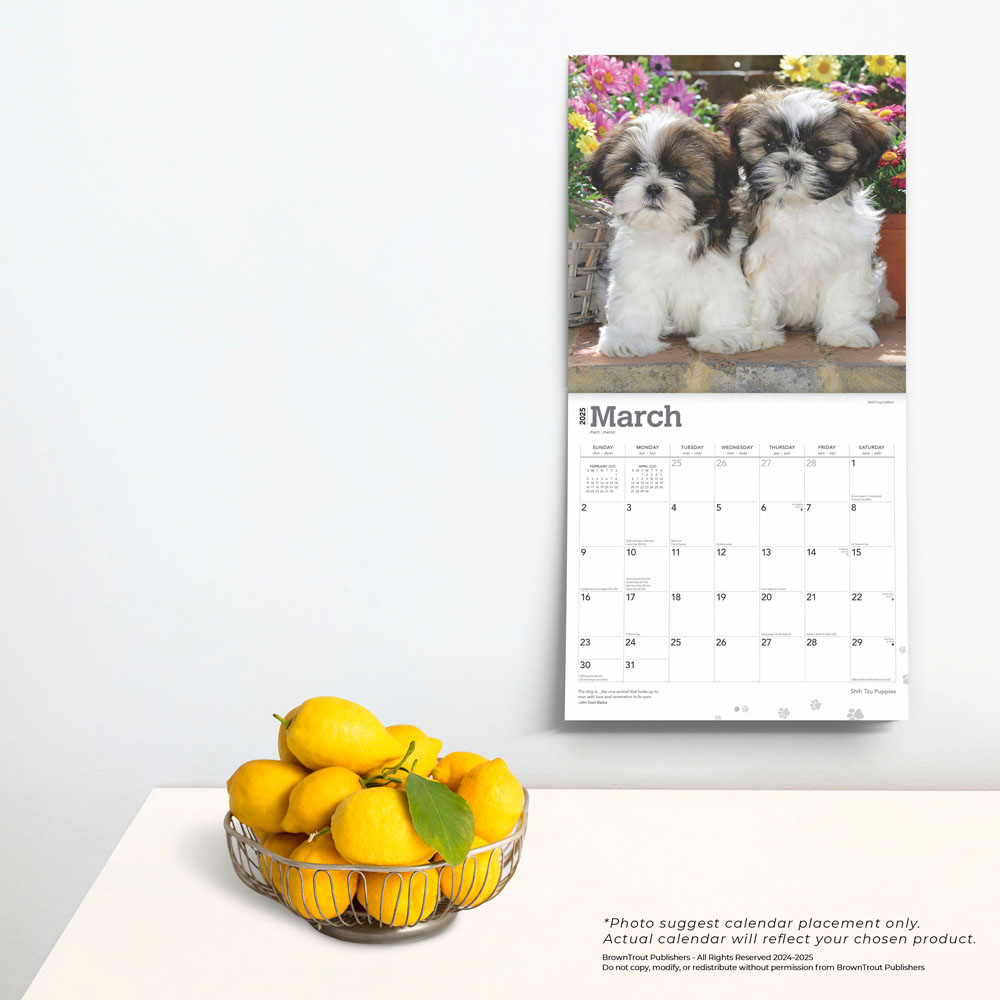 Shih Tzu Puppies 2025 12 x 24 Inch Monthly Square Wall Calendar