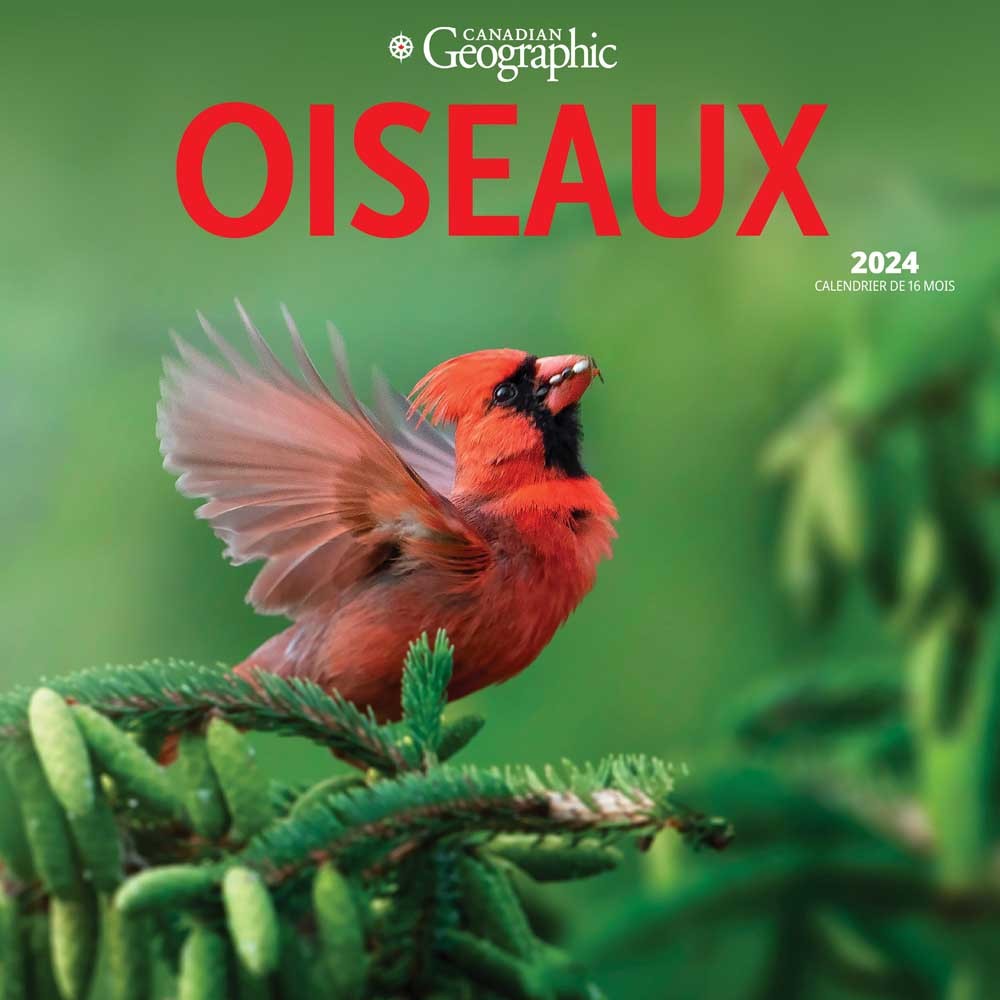 Canadian Geographic Oiseaux | 2024 12 x 24 Inch Monthly Square Wall Calendar | French Language