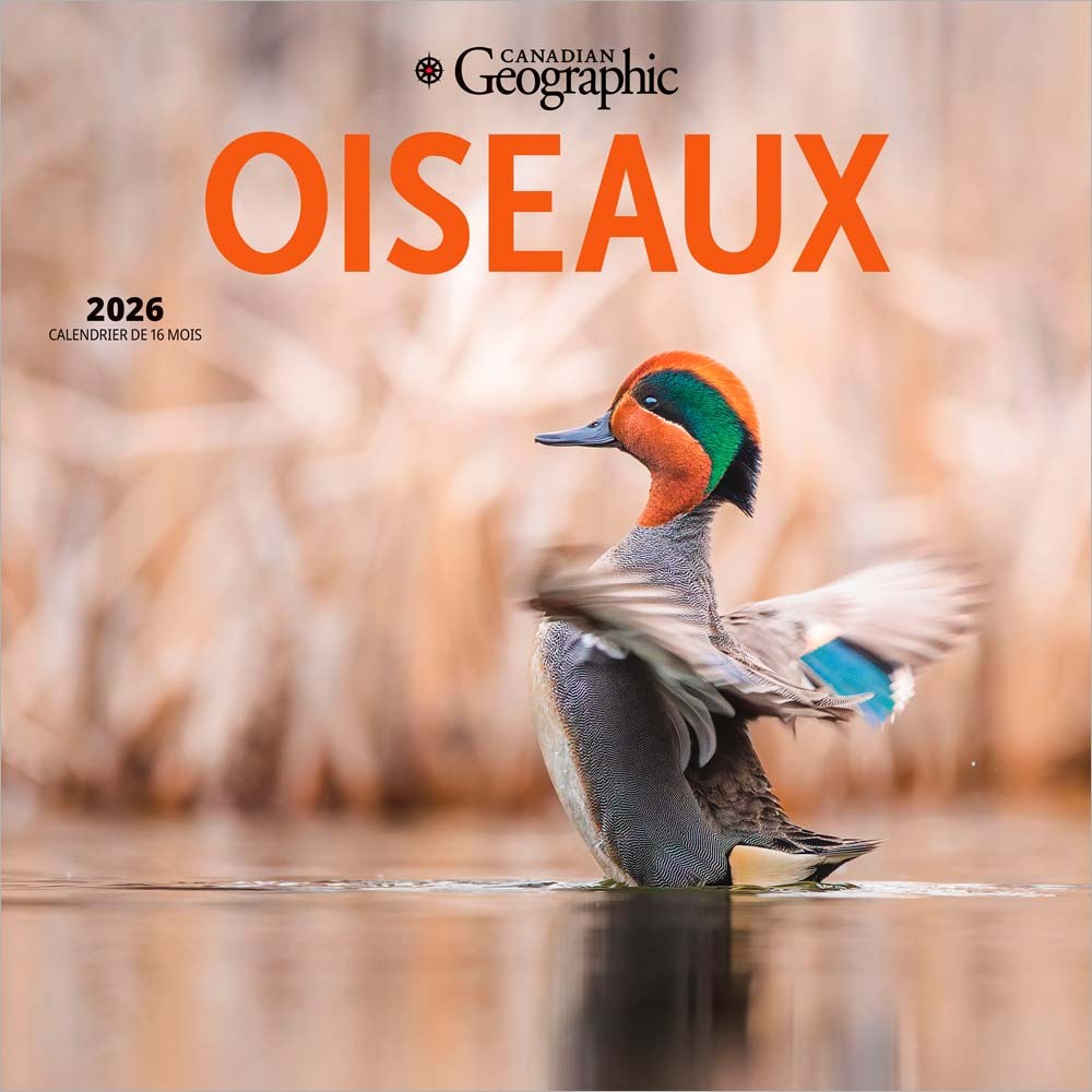 Canadian Geographic Oiseaux OFFICIEL | 2026 12 x 24 Inch (Hanging) Monthly Square Wall Calendar | French Language