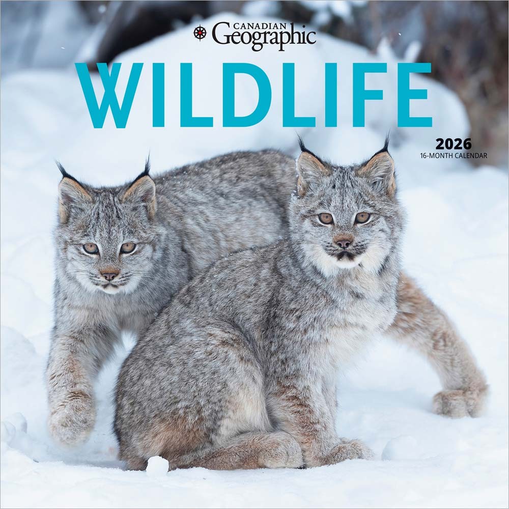 Canadian Geographic Wildlife OFFICIAL | 2026 12 x 24 Inch (Hanging) Monthly Square Wall Calendar