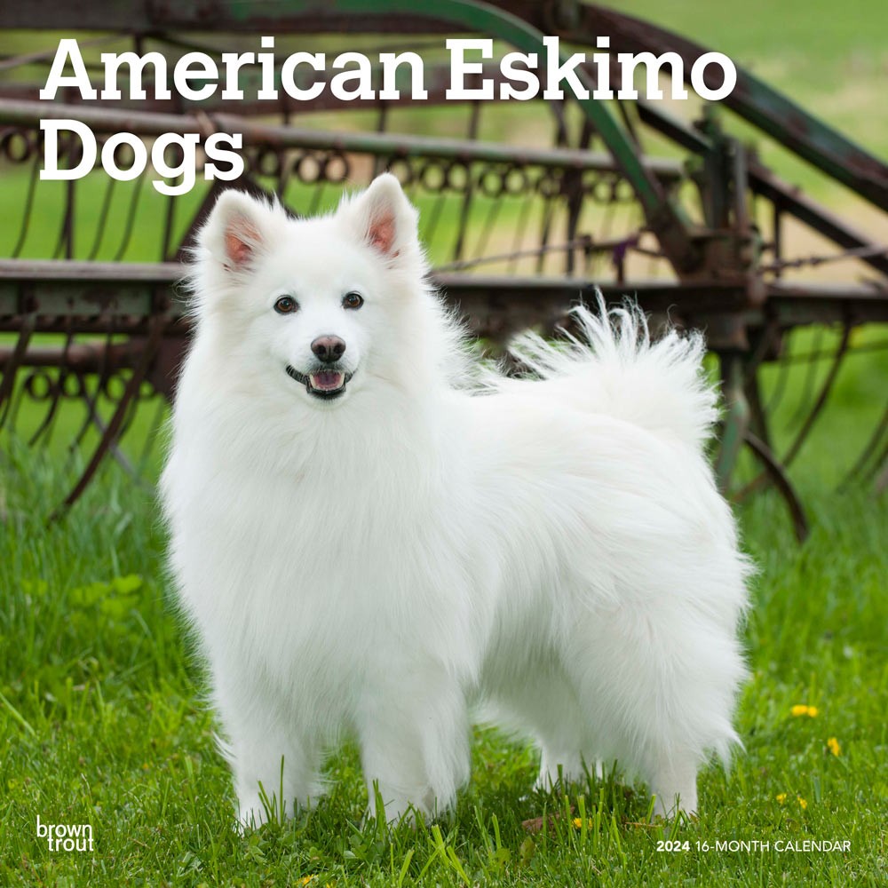 American Eskimo Dogs | 2024 12 x 24 Inch Monthly Square Wall Calendar