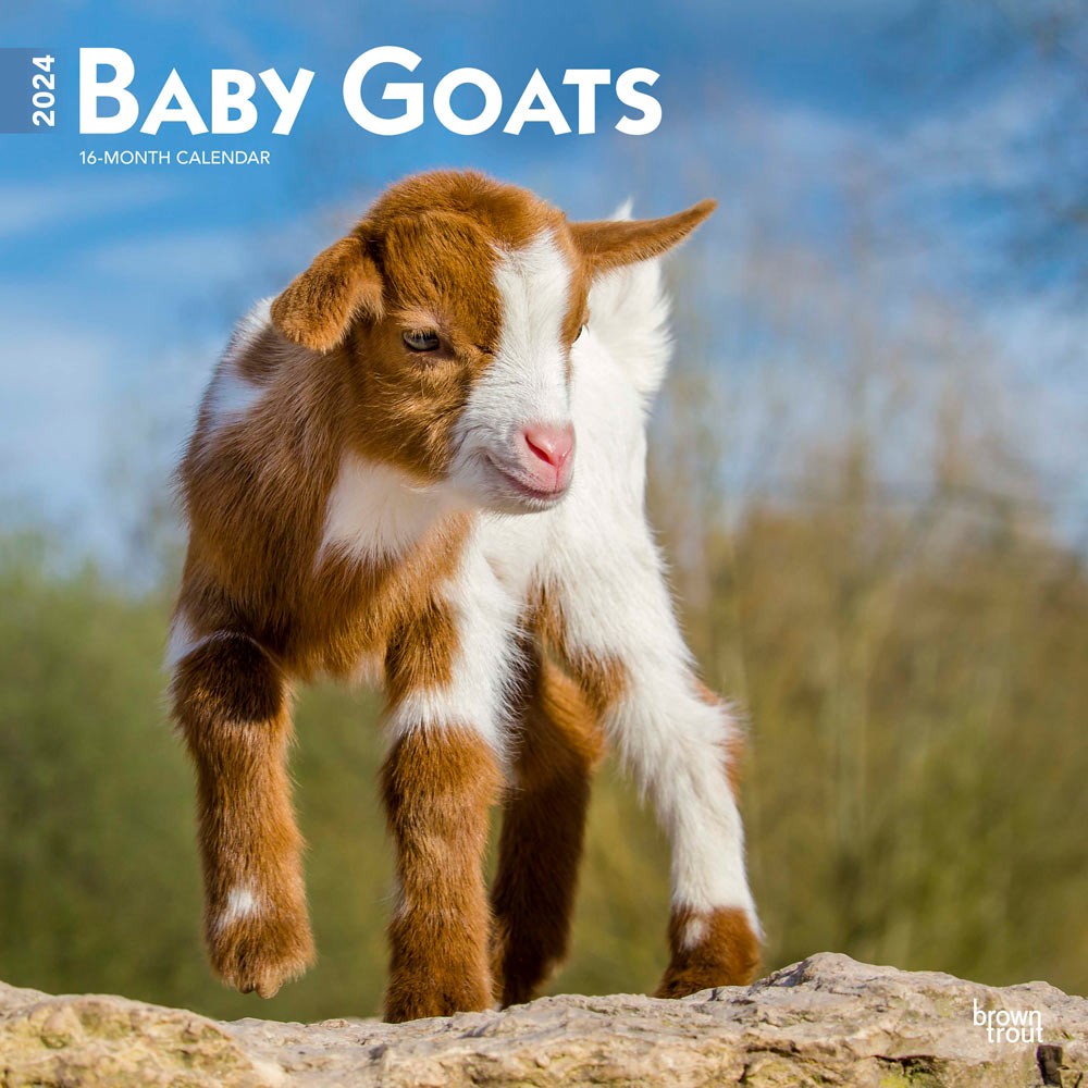 Baby Goats | 2024 12 x 24 Inch Monthly Square Wall Calendar