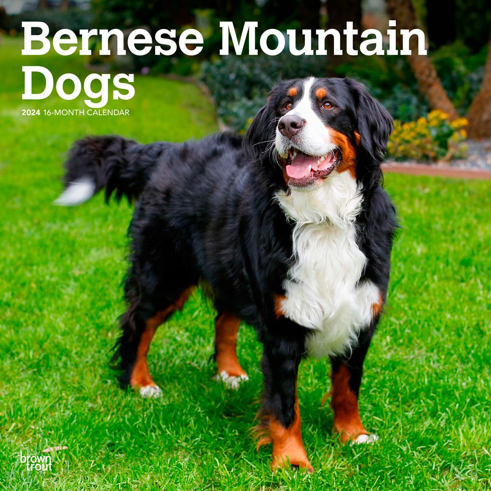 Bernese Mountain Dogs | 2024 12 x 24 Inch Monthly Square Wall Calendar
