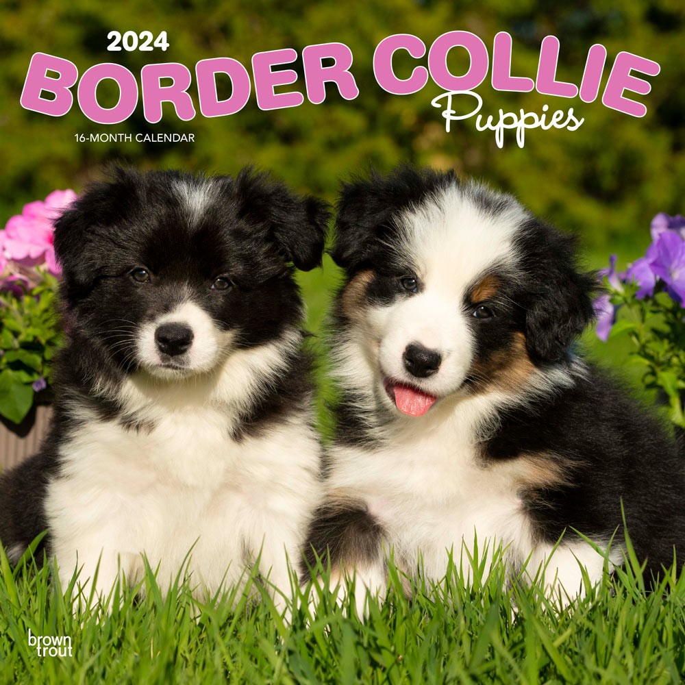 Border Collie Puppies | 2024 12 x 24 Inch Monthly Square Wall Calendar
