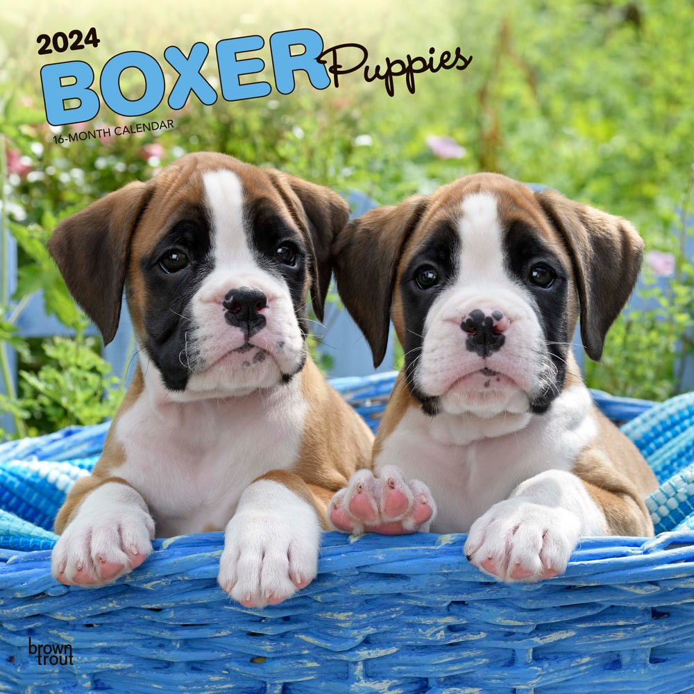 Boxer Puppies | 2024 12 x 24 Inch Monthly Square Wall Calendar