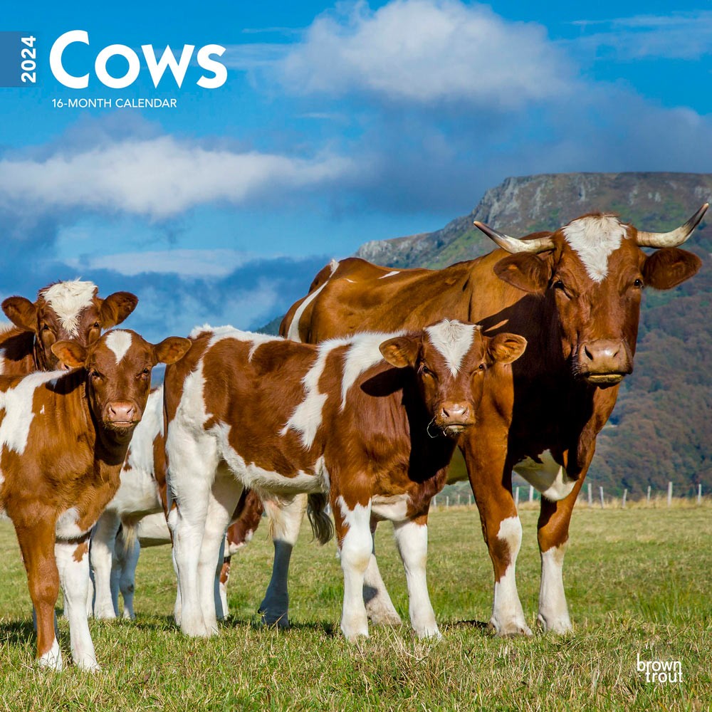 Cows | 2024 12 x 24 Inch Monthly Square Wall Calendar