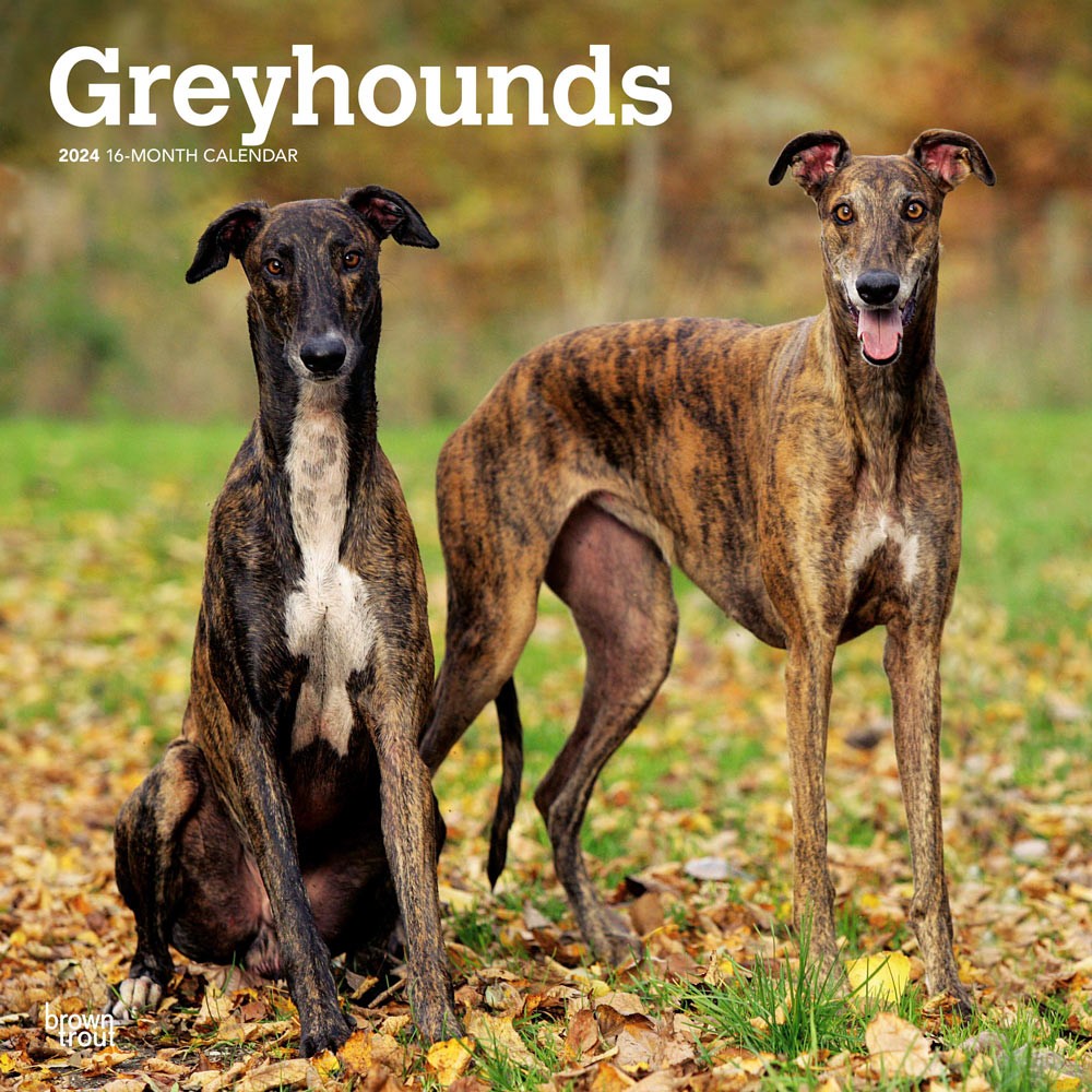 Greyhounds | 2024 12 x 24 Inch Monthly Square Wall Calendar