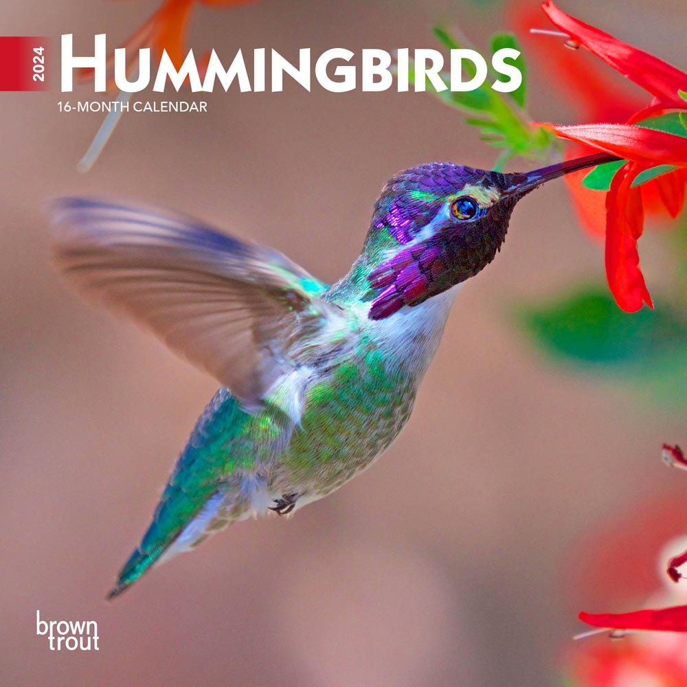 Hummingbirds | 2024 7 x 14 Inch Monthly Mini Wall Calendar