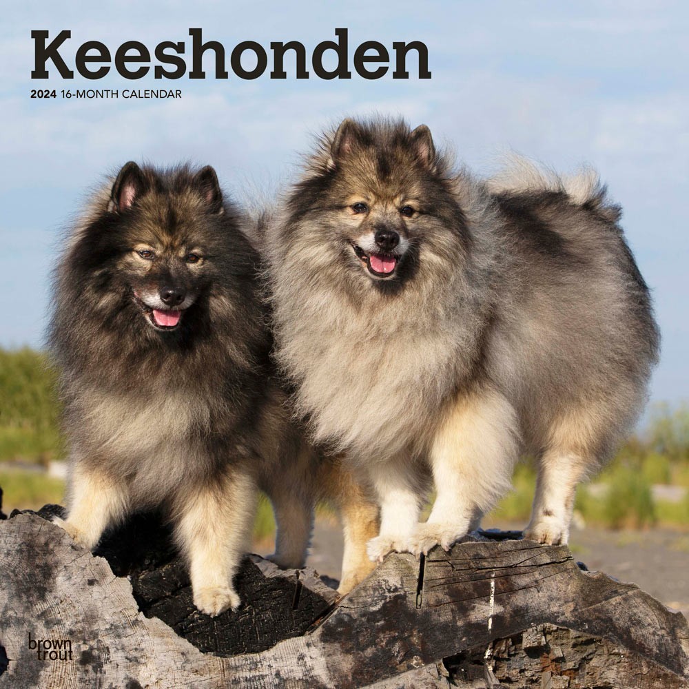 Keeshonden | 2024 12 x 24 Inch Monthly Square Wall Calendar