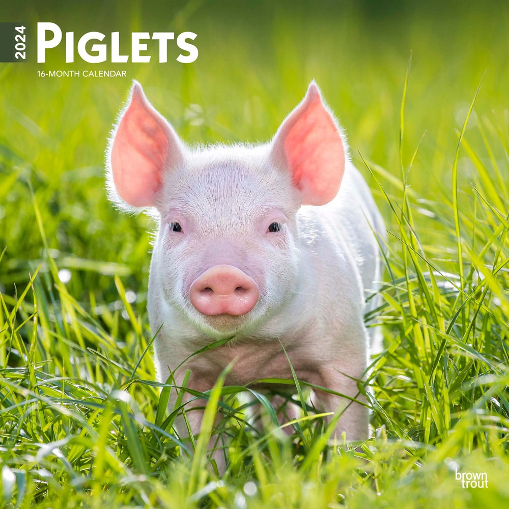 Piglets | 2024 12 x 24 Inch Monthly Square Wall Calendar
