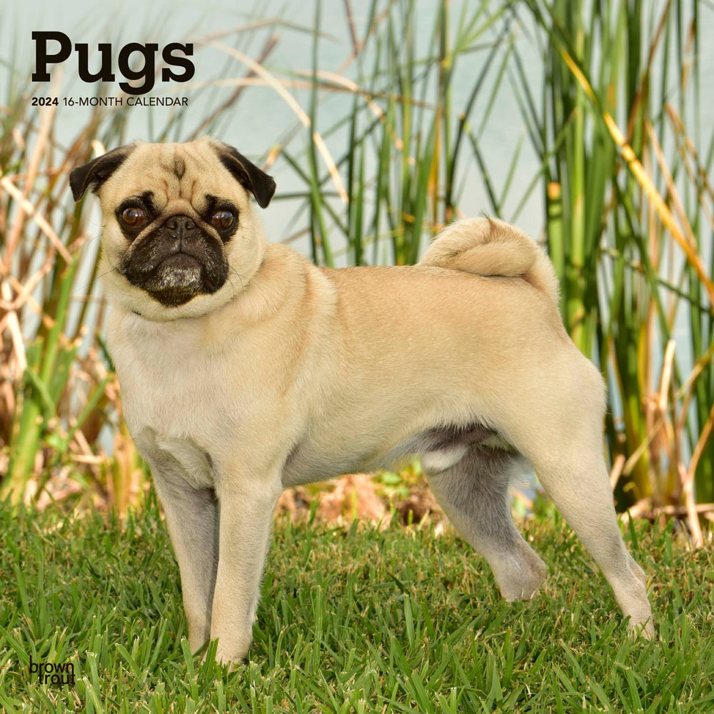 Pugs | 2024 12 x 24 Inch Monthly Square Wall Calendar