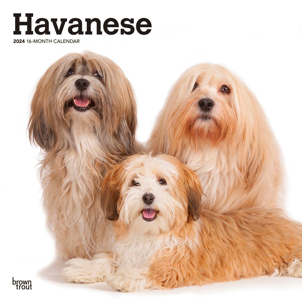 Havanese | 2024 12 x 24 Inch Monthly Square Wall Calendar