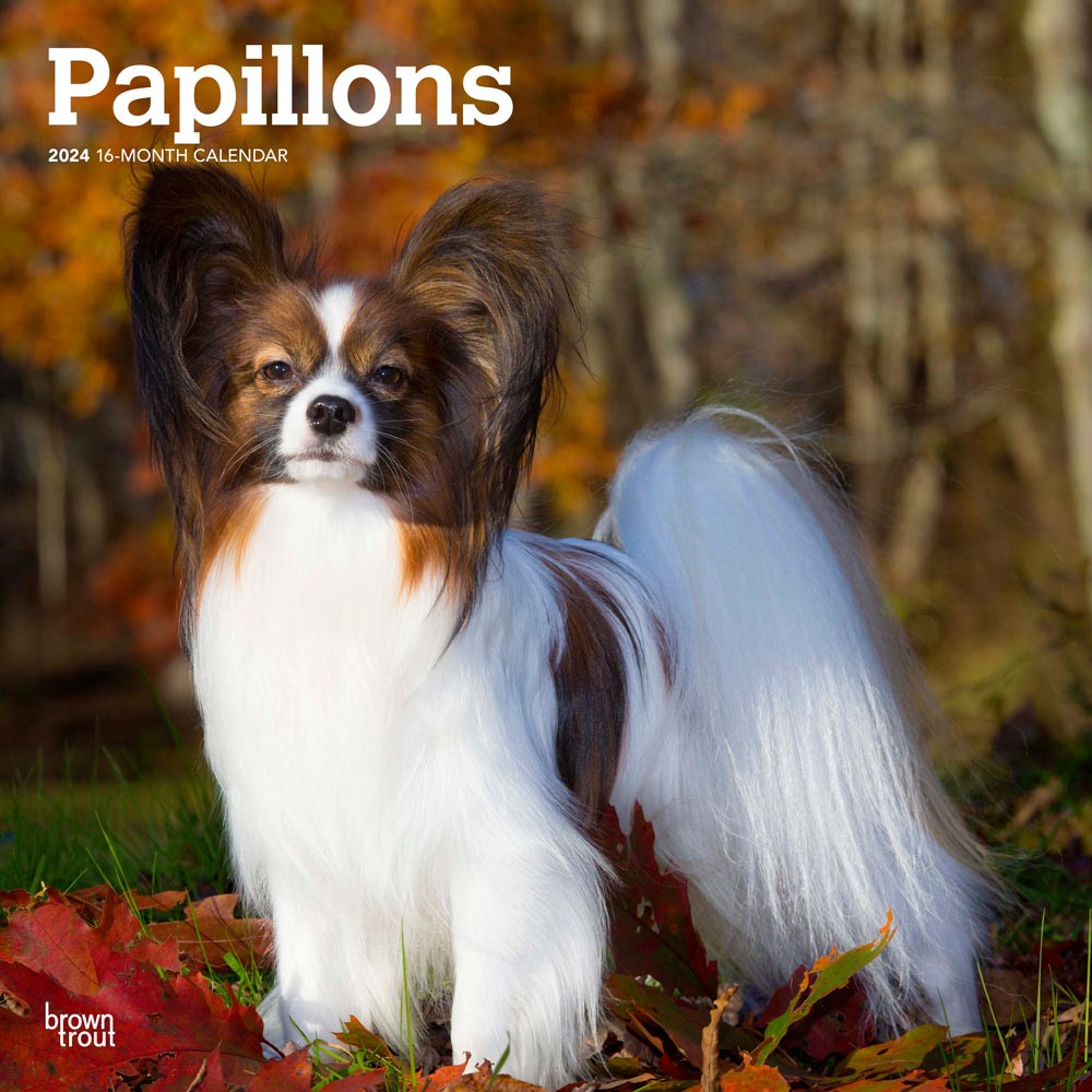 Papillons | 2024 12 x 24 Inch Monthly Square Wall Calendar