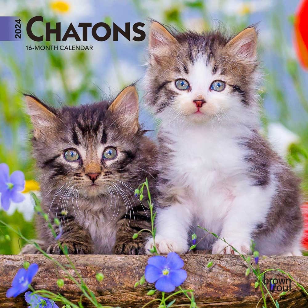 Chatons | 2024 7 x 14 Inch Monthly Mini Wall Calendar | French Language