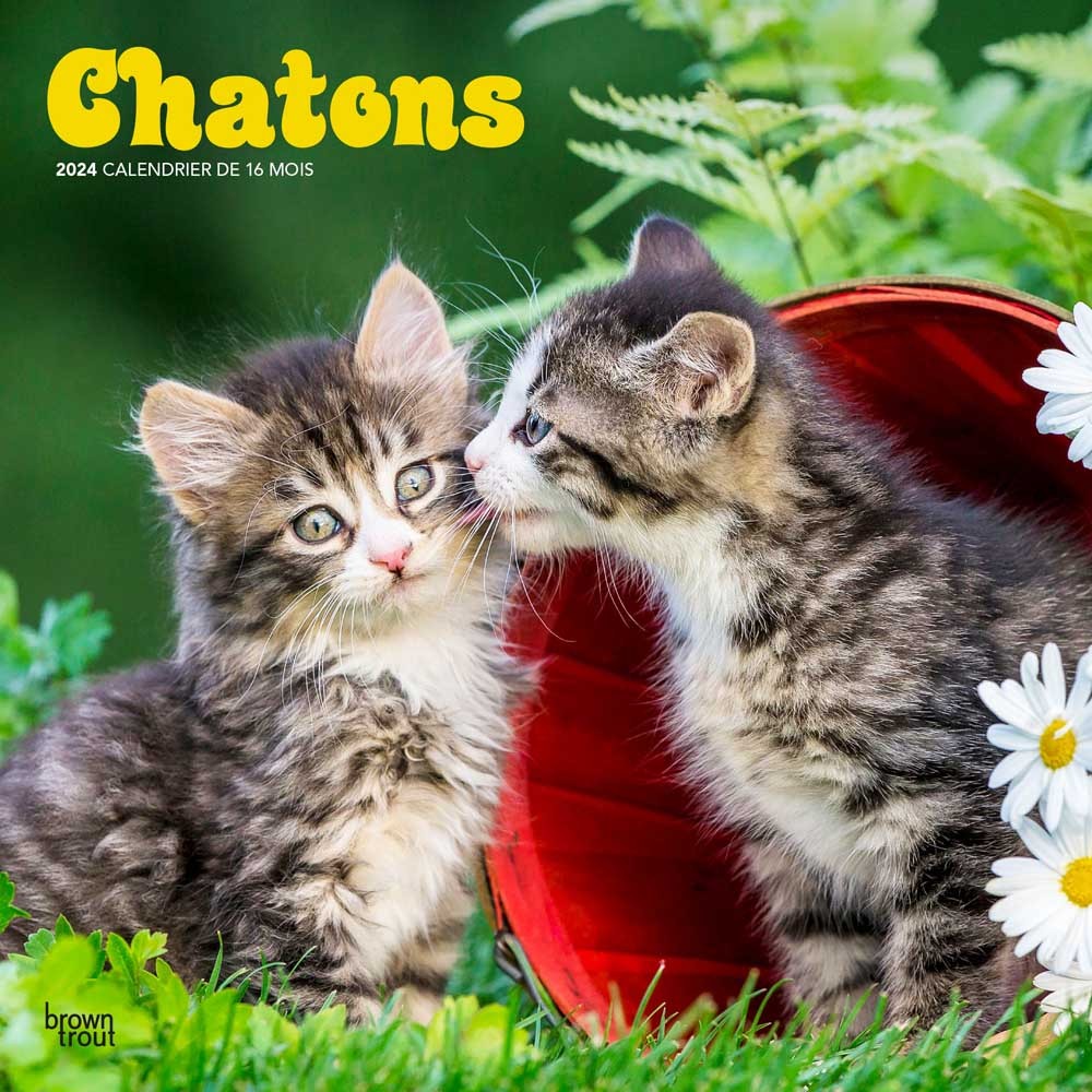 Chatons | 2024 12 x 24 Inch Monthly Square Wall Calendar | French Language