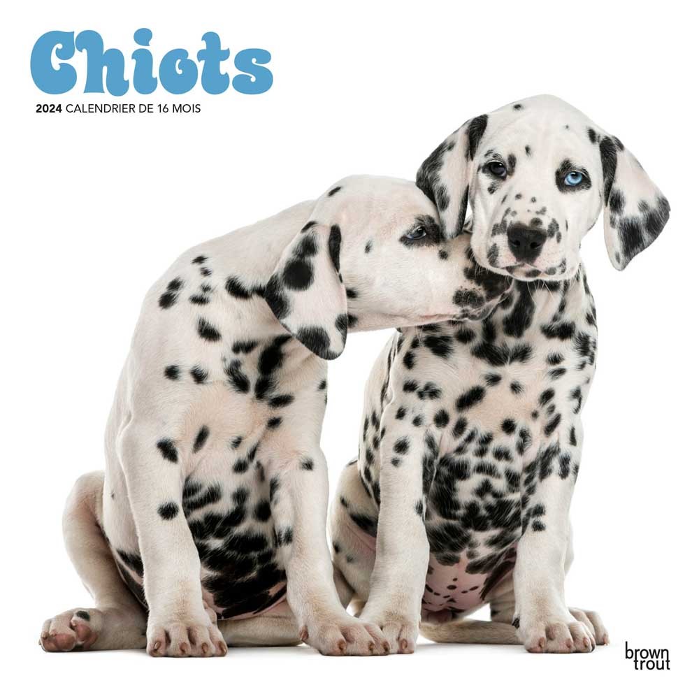 Chiots | 2024 12 x 24 Inch Monthly Square Wall Calendar | French Language