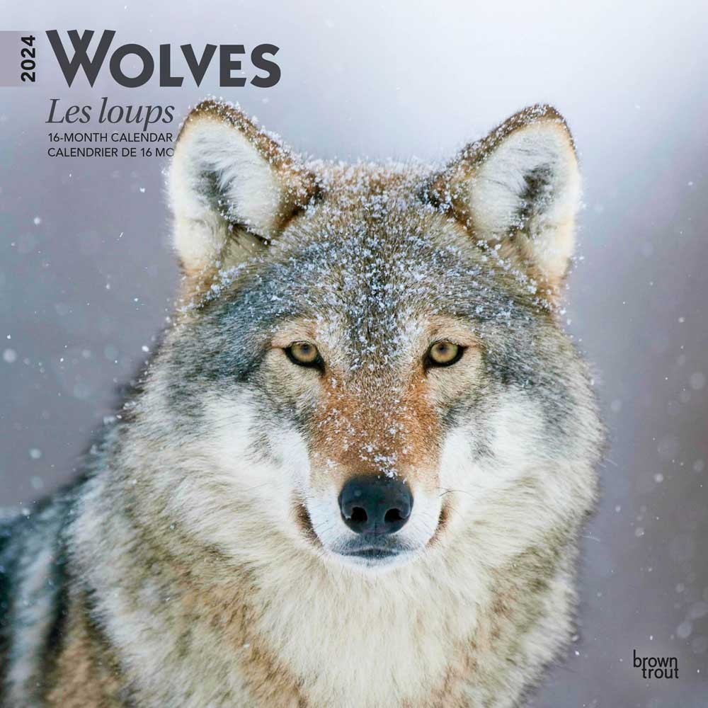 Wolves | Les Loups | 2024 12 x 24 Inch Monthly Square Wall Calendar | English/French Bilingual