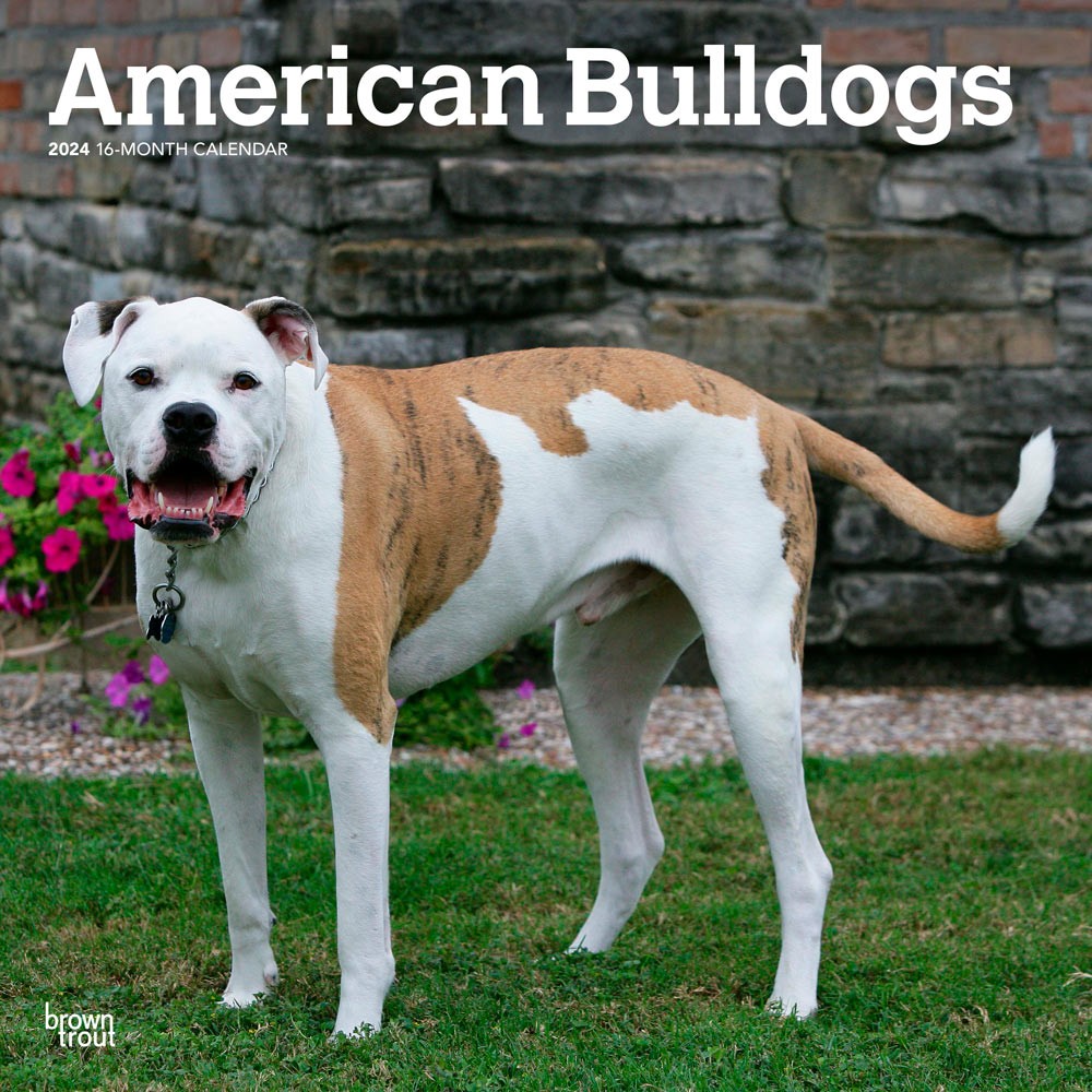 American Bulldogs | 2024 12 x 24 Inch Monthly Square Wall Calendar