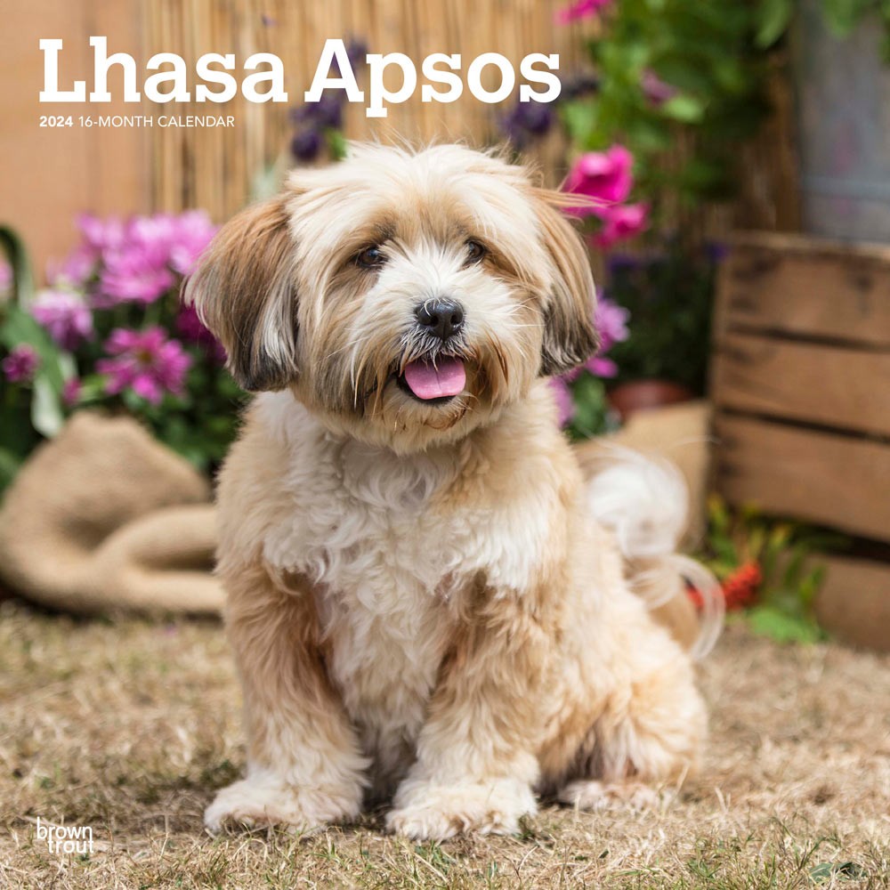 Lhasa Apsos | 2024 12 x 24 Inch Monthly Square Wall Calendar