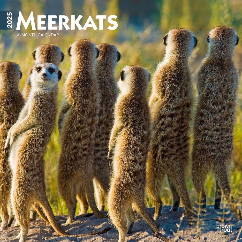 Meerkats | 2025 12 x 24 Inch Monthly Square Wall Calendar