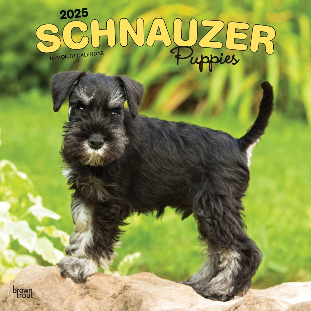 Schnauzer Puppies 2025 12 x 24 Inch Monthly Square Wall Calendar
