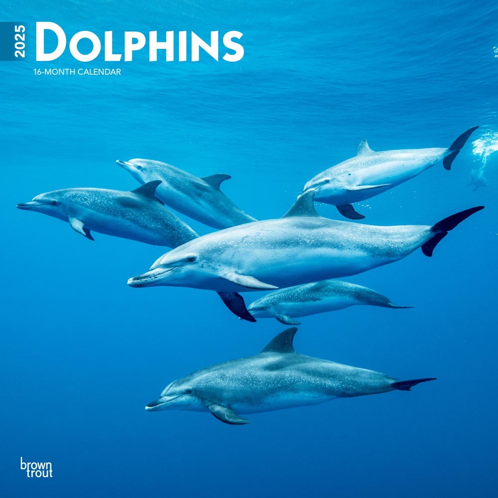 Dolphins | 2025 12 x 24 Inch Monthly Square Wall Calendar