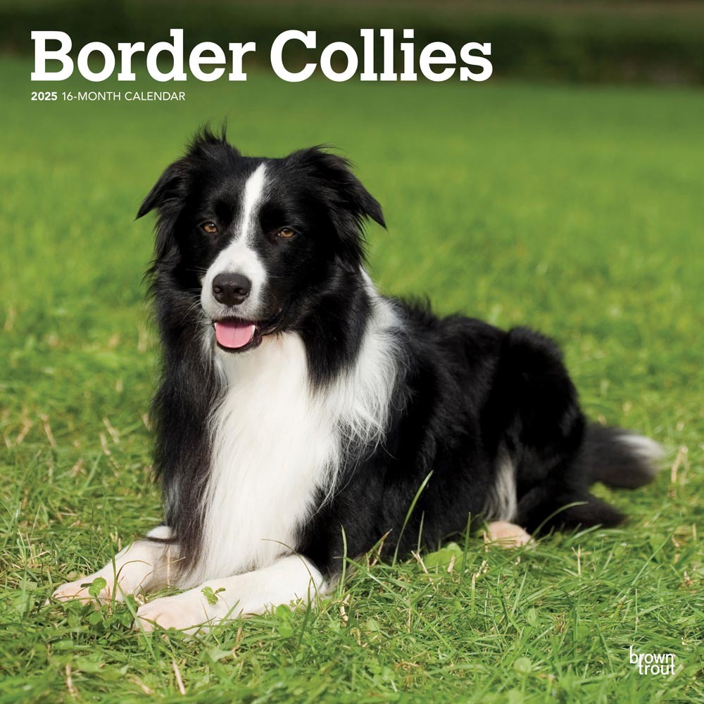 Border Collies 2025 12 x 24 Inch Monthly Square Wall Calendar