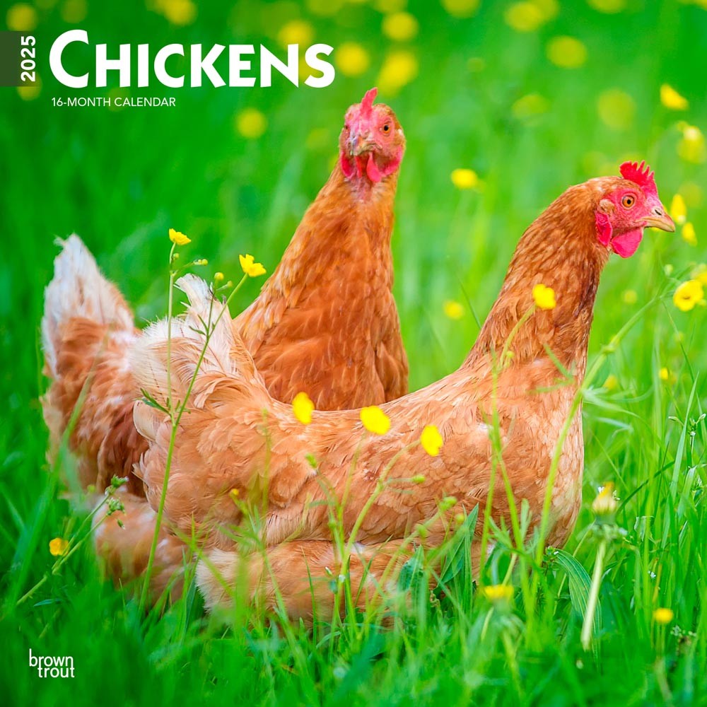 Chickens | 2025 12 x 24 Inch Monthly Square Wall Calendar