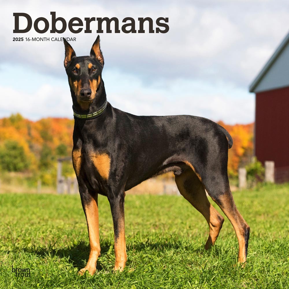 Dobermans 2025 12 x 24 Inch Monthly Square Wall Calendar