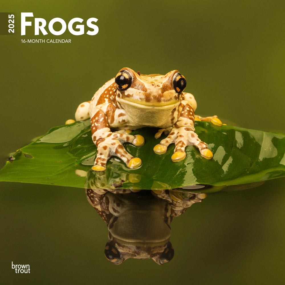 Frogs | 2025 12 x 24 Inch Monthly Square Wall Calendar