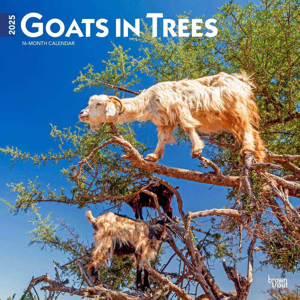 Goats in Trees | 2025 12 x 24 Inch Monthly Square Wall Calendar