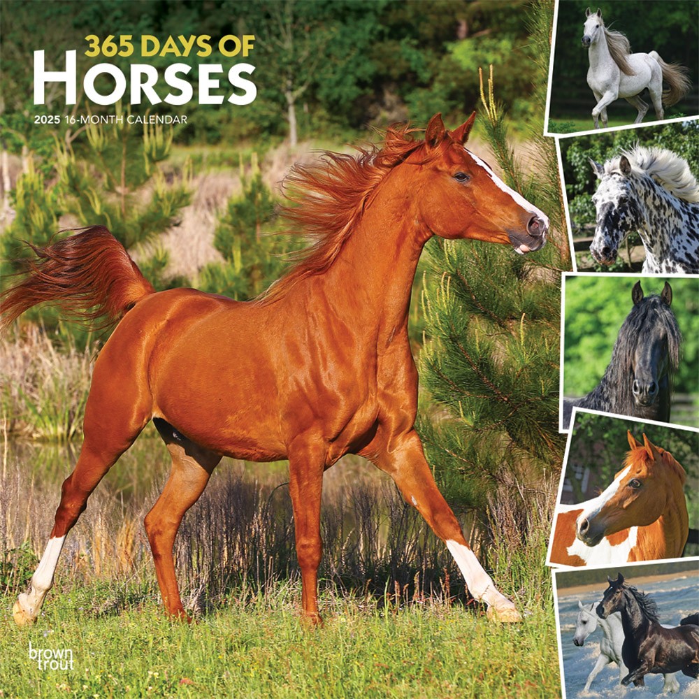 365 Days of Horses | 2025 12 x 24 Inch Monthly Square Wall Calendar | Plastic-Free