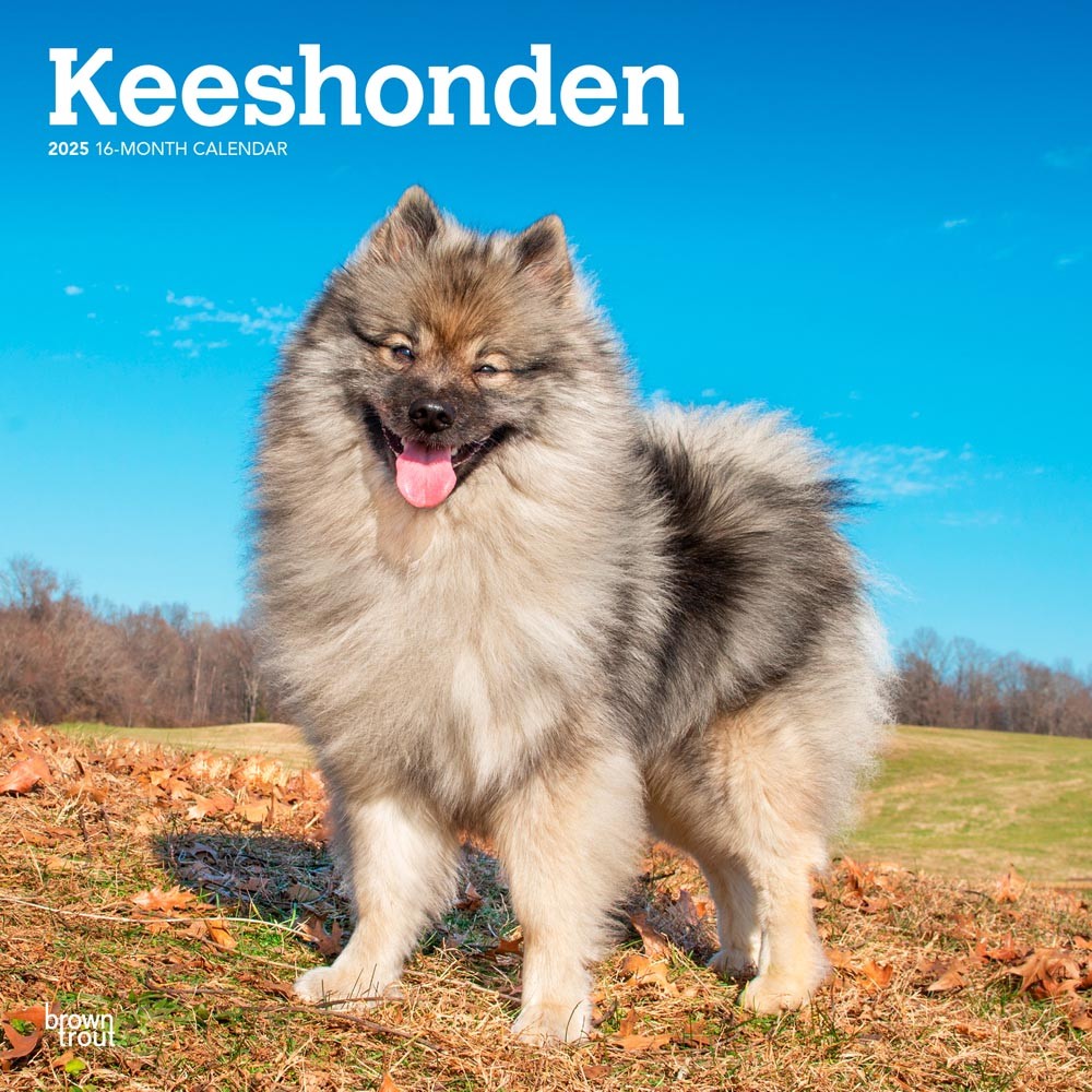 Keeshonden | 2025 12 x 24 Inch Monthly Square Wall Calendar