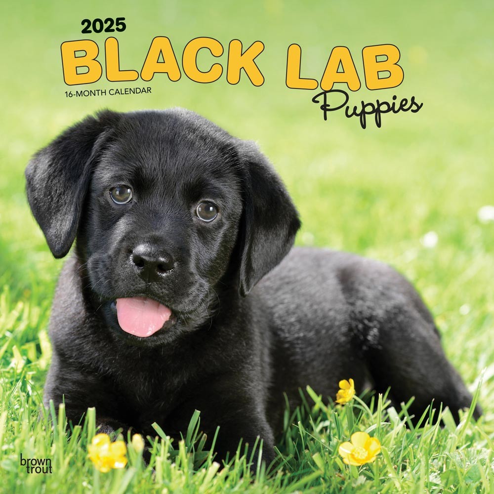 Black Labrador Retriever Puppies 2025 12 x 24 Inch Monthly Square