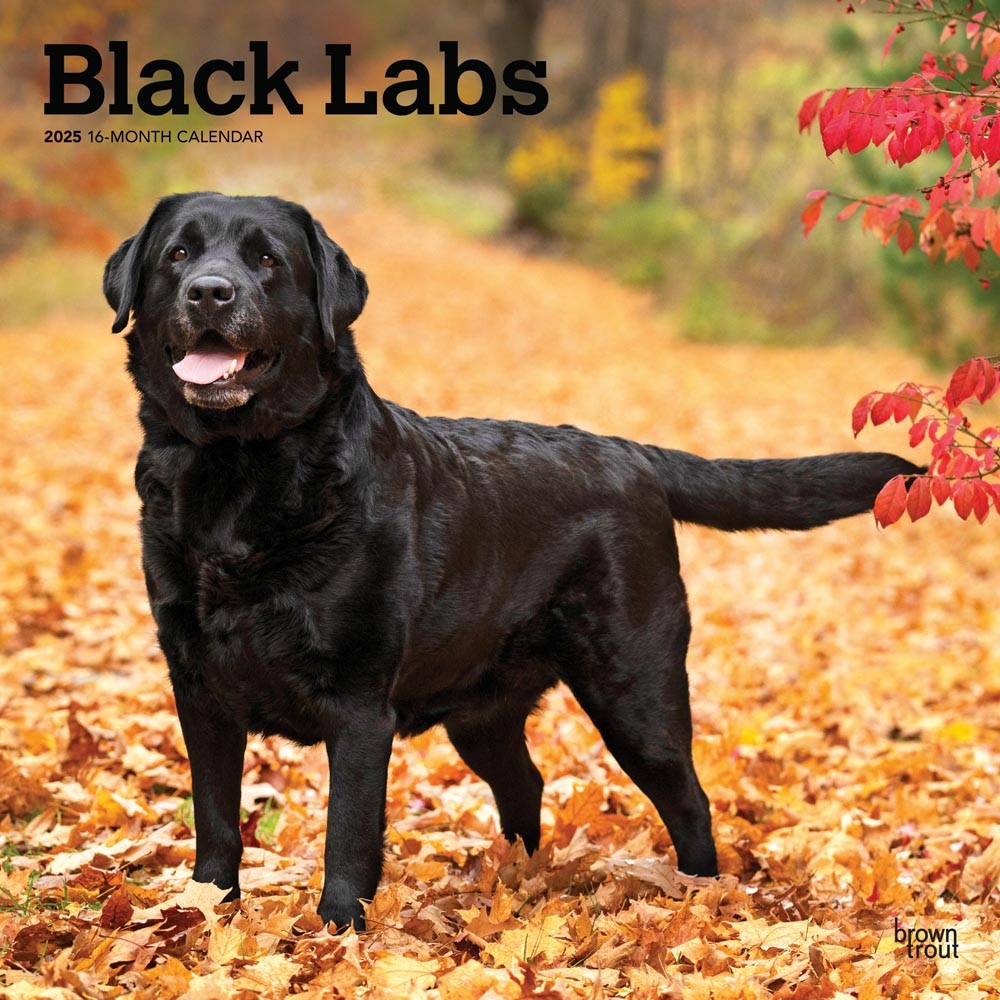 Black Labrador Retrievers 2025 12 x 24 Inch Monthly Square Wall Calendar