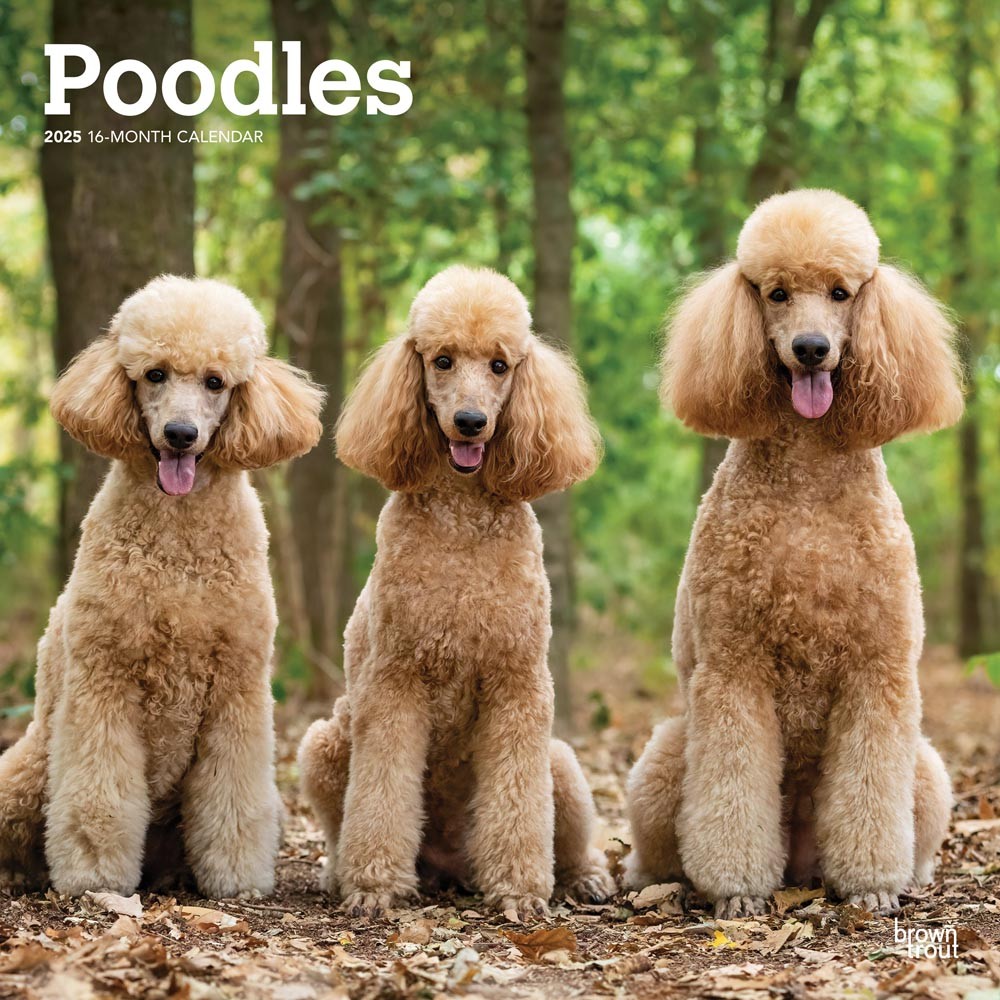 Poodles | 2025 12 x 24 Inch Monthly Square Wall Calendar